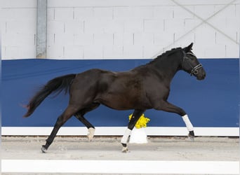 Pony tedesco, Castrone, 3 Anni, 148 cm, Morello