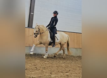 Pony tedesco, Castrone, 3 Anni, 148 cm, Palomino