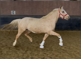 Pony tedesco, Castrone, 3 Anni, 148 cm, Palomino