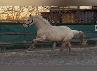 Pony tedesco, Castrone, 3 Anni, 148 cm, Palomino