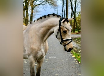 Pony tedesco, Castrone, 3 Anni, 148 cm, Pelle di daino