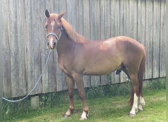 Pony tedesco, Castrone, 3 Anni, 148 cm, Sauro