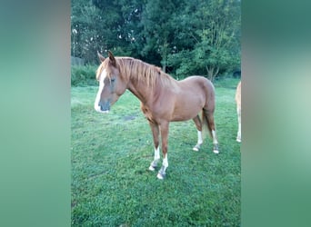 Pony tedesco, Castrone, 3 Anni, 148 cm, Sauro