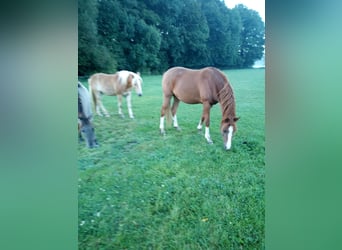 Pony tedesco, Castrone, 3 Anni, 148 cm, Sauro