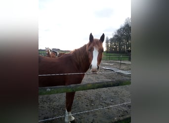 Pony tedesco, Castrone, 3 Anni, 148 cm, Sauro