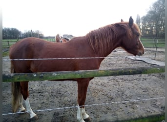 Pony tedesco, Castrone, 3 Anni, 148 cm, Sauro