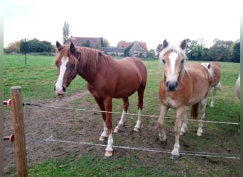Pony tedesco, Castrone, 3 Anni, 148 cm, Sauro