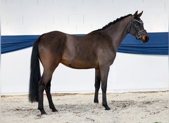 Pony tedesco, Castrone, 3 Anni, 149 cm, Baio