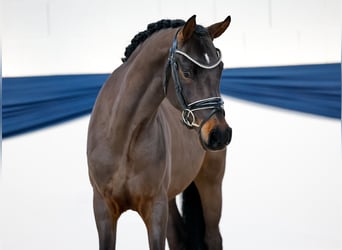 Pony tedesco, Castrone, 3 Anni, 149 cm, Baio