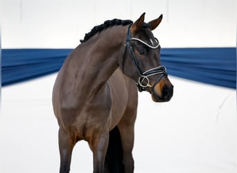 Pony tedesco, Castrone, 3 Anni, 149 cm, Baio