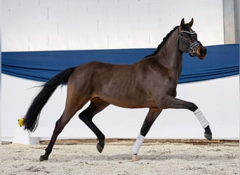 Pony tedesco, Castrone, 3 Anni, 149 cm, Baio