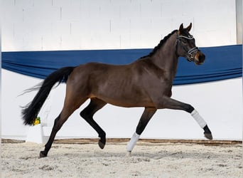 Pony tedesco, Castrone, 3 Anni, 149 cm, Baio