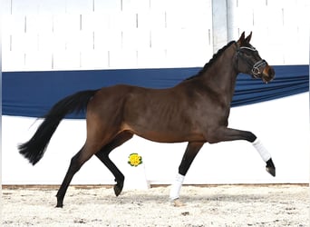 Pony tedesco, Castrone, 3 Anni, 149 cm, Baio
