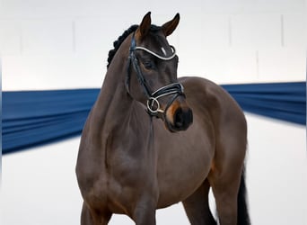 Pony tedesco, Castrone, 3 Anni, 149 cm, Baio