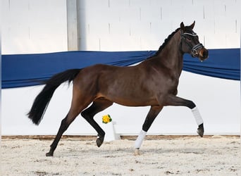 Pony tedesco, Castrone, 3 Anni, 149 cm, Baio