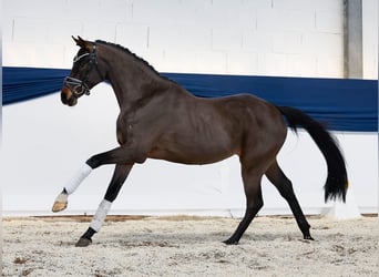 Pony tedesco, Castrone, 3 Anni, 149 cm, Baio