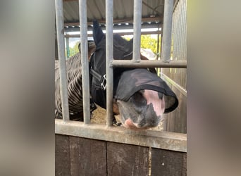 Pony tedesco, Castrone, 3 Anni, 149 cm, Sauro
