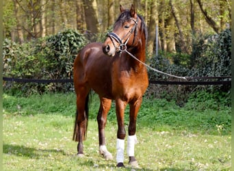 Pony tedesco, Castrone, 3 Anni, 150 cm, Baio