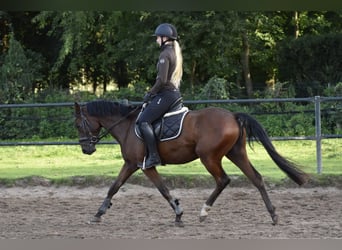Pony tedesco, Castrone, 3 Anni, 150 cm, Baio