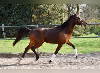 Pony tedesco, Castrone, 3 Anni, 150 cm, Baio
