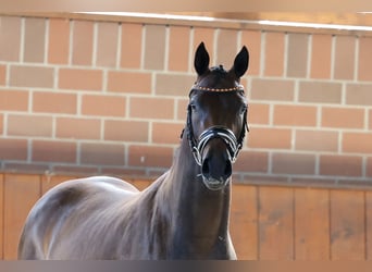 Pony tedesco, Castrone, 3 Anni, 150 cm, Baio scuro