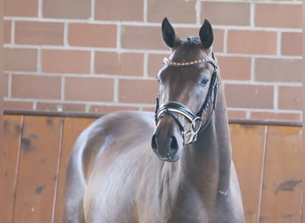 Pony tedesco, Castrone, 3 Anni, 150 cm, Baio scuro