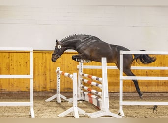 Pony tedesco, Castrone, 3 Anni, 150 cm, Baio scuro