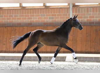 Pony tedesco, Castrone, 3 Anni, 150 cm, Baio scuro