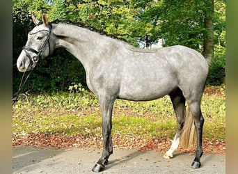Pony tedesco, Castrone, 3 Anni, 150 cm, Può diventare grigio