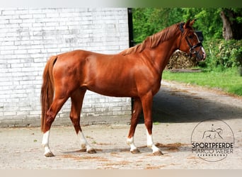 Pony tedesco, Castrone, 3 Anni, 150 cm, Sauro