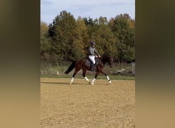 Pony tedesco, Castrone, 3 Anni, 151 cm, Baio