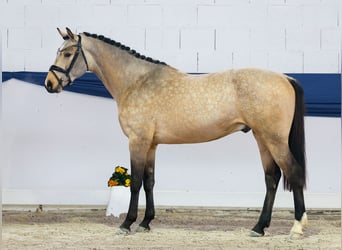 Pony tedesco, Castrone, 3 Anni, 151 cm, Falbo