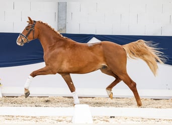 Pony tedesco, Castrone, 3 Anni, 151 cm, Sauro