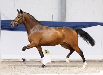Pony tedesco, Castrone, 3 Anni, 152 cm, Baio