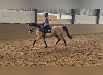 Pony tedesco, Castrone, 3 Anni, 152 cm, Pelle di daino