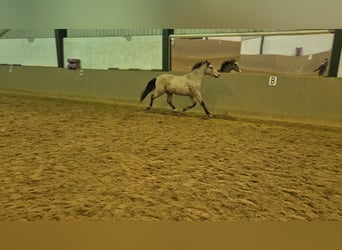 Pony tedesco, Castrone, 3 Anni, 152 cm, Pelle di daino