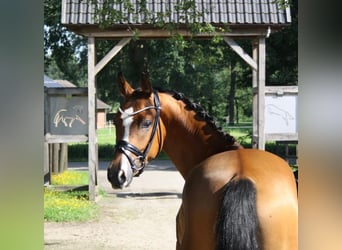 Pony tedesco, Castrone, 3 Anni, 153 cm, Baio