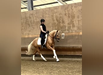 Pony tedesco, Castrone, 3 Anni, 153 cm, Palomino