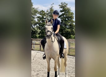 Pony tedesco, Castrone, 3 Anni, 153 cm, Palomino