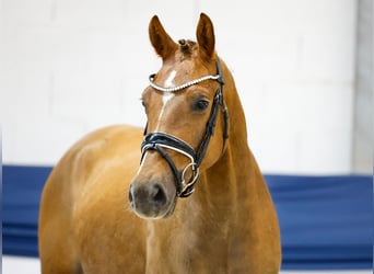 Pony tedesco, Castrone, 3 Anni, 153 cm, Sauro scuro