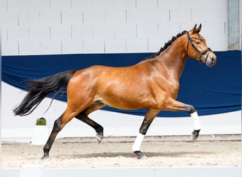Pony tedesco, Castrone, 3 Anni, 154 cm, Baio