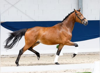 Pony tedesco, Castrone, 3 Anni, 154 cm, Baio