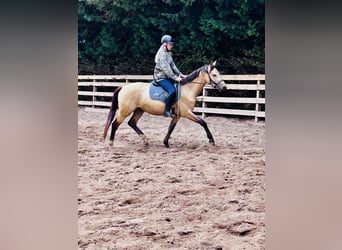 Pony tedesco, Castrone, 3 Anni, 154 cm, Pelle di daino
