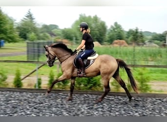 Pony tedesco, Castrone, 3 Anni, 154 cm, Pelle di daino