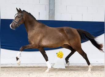 Pony tedesco, Castrone, 3 Anni, 155 cm, Falbo