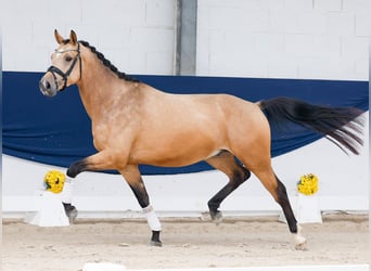Pony tedesco, Castrone, 3 Anni, 155 cm, Falbo