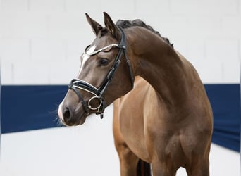 Pony tedesco, Castrone, 3 Anni, 155 cm, Falbo