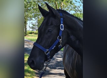 Pony tedesco, Castrone, 3 Anni, 157 cm, Baio nero