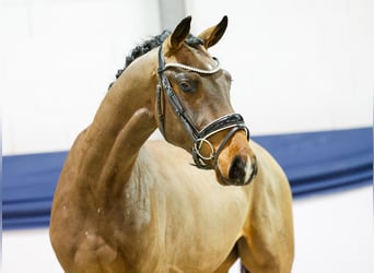 Pony tedesco, Castrone, 3 Anni, 158 cm, Baio