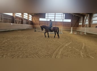 Pony tedesco, Castrone, 3 Anni, 160 cm, Cremello